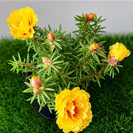 Onze Horas Dobrada Amarela - Portulaca grandiflora - 100 Sementes