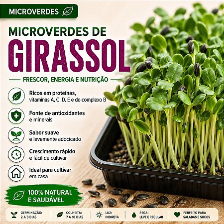Microverdes Girassol: 100 Sementes