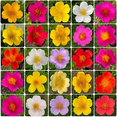 Flor Terezinha Sortida - Portulaca grandiflora - 100 Sementes