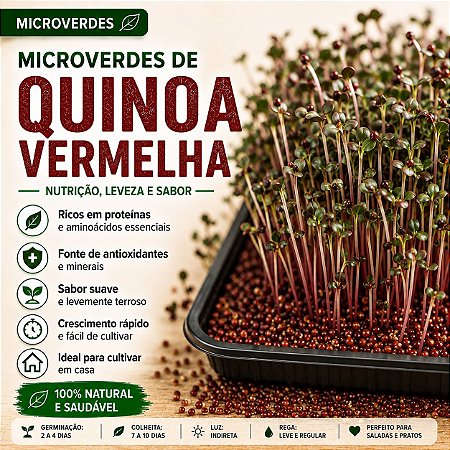 Microverdes Quinoa (Kinoa) Vermelha: 500 Sementes