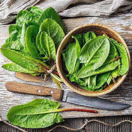 Azedinha (Vinagreira) - Large Leaf Sorrel: 500 Sementes