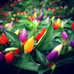 Pimenta Pirâmide Ornamental: 20 Sementes