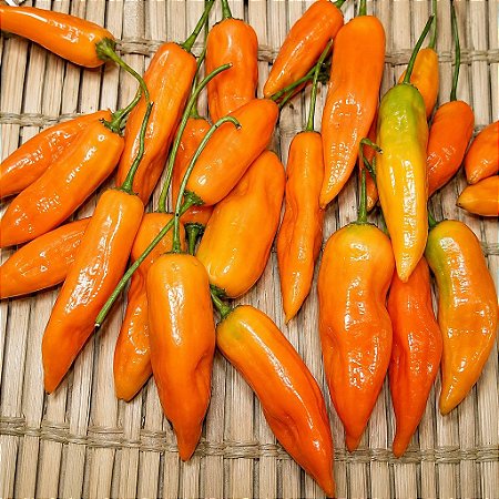 Pimenta Aji Amarela: 20 Sementes