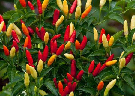 Pimenta Tabasco: 20 Sementes