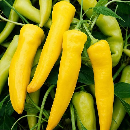 Pimenta Amarela Comprida: 40 Sementes
