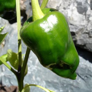 Pimenta Ancho (Poblano): 10 Sementes