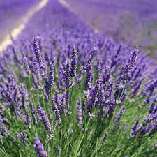 Lavanda (Alfazema) - Lavandula angustifolia - 15 Sementes