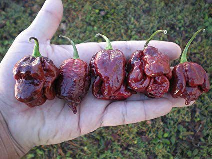 Trinidad Scorpion Chocolate: 10 Sementes