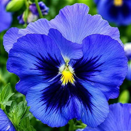 Amor Perfeito Azul Gigante Suíço: 15 Sementes