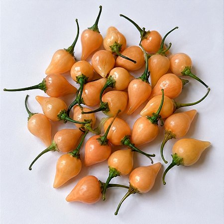 Pimenta Biquinho Salmão: 20 Sementes
