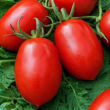 Tomate IPA 6: 20 Sementes