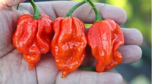 Pimenta Naga Morich: 10 Sementes