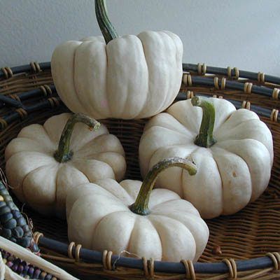 Abóbora Baby Boo Fantasminha - Cucurbita Pepo L.: 5 Sementes