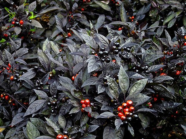 Pimenta Pérola Negra RARA - 5 Sementes
