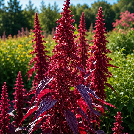 Amaranto Asteca - Amaranthus cruentus - 50 Sementes