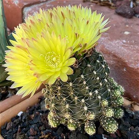 Sementes de Cactos Gymnocalycium reductum - 20 Sementes