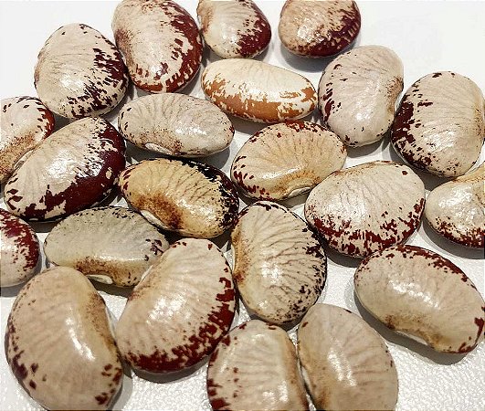Feijão Fava Raio de Sol - 20 Sementes