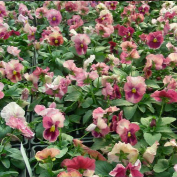Amor Perfeito Morango Dinamite - Viola tricolor: 15 Sementes