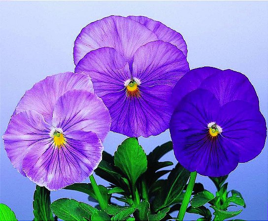 Amor Perfeito Lavanda Dinamite - Viola tricolor: 15 Sementes