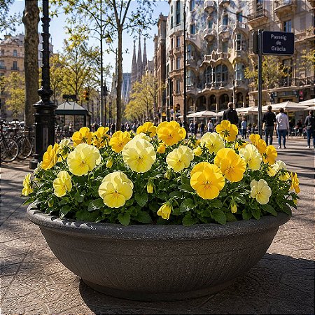 Amor Perfeito Creme Dinamite - Viola tricolor: 15 Sementes
