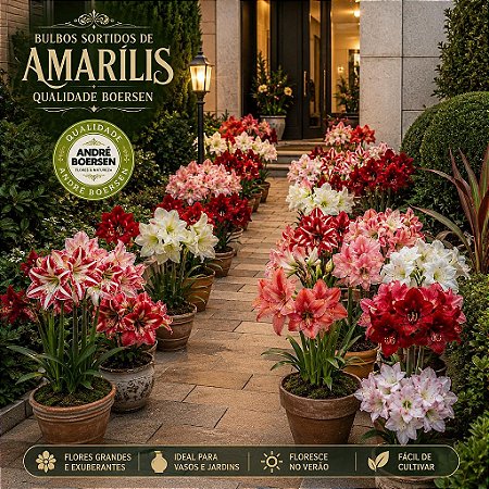 Amarílis Sortidas: 10 Bulbos - Qualidade Boersen