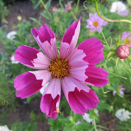 Cosmea Seashell: 15 Sementes