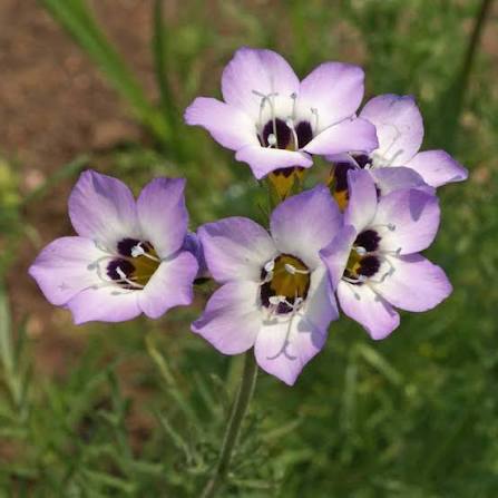 Olhos de Pássaro (Gilia): 20 Sementes