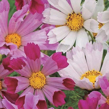 Cosmea Concha do Mar: 15 Sementes