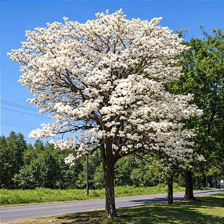 Ipê Branco - Tabebuia roseoalba: 5 Sementes