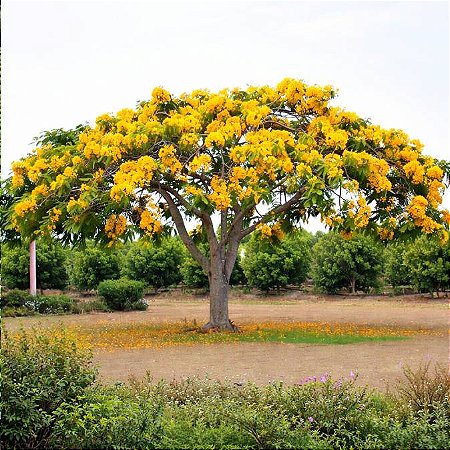 Flamboyant Amarelo - Delonix regia sp. - 5 Sementes