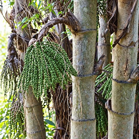 Palmeira Caryota Mitis - Caryota mitis Lour - 2 Sementes