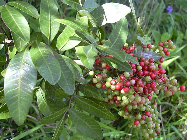 Aroeira Pimenteira - Schinus terebinthifolius Raddi: 20 Sementes