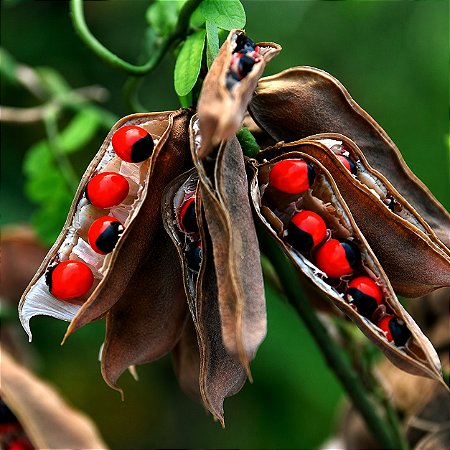 Olho de Cabra - Ormosia arborea - 3 Sementes