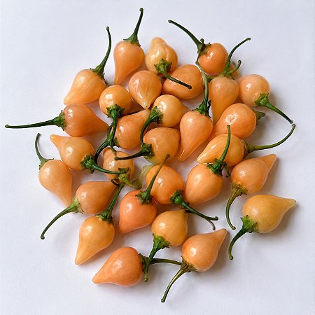 Pimenta Biquinho Salmão: 20 Sementes