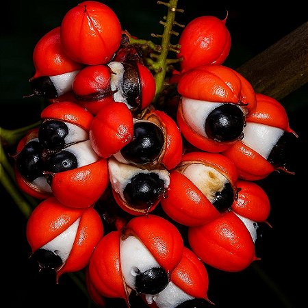 Guaraná - 5 Sementes