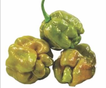 Trinidad Scorpion Oliva - 10 Sementes