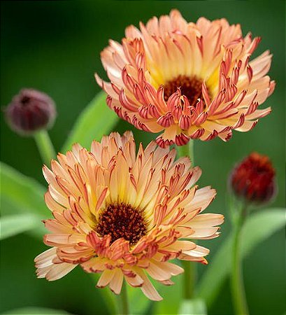 Comprar Sementes de Calêndula Por do Sol - Calendula officinalis L -  Semente Rara - Venda de Sementes Para Plantar