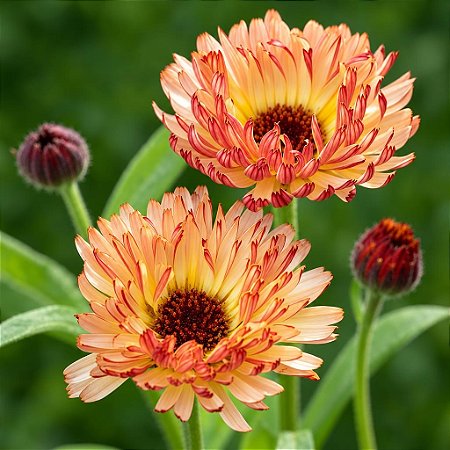 Calêndula Por do Sol - Calendula officinalis L: 15 Sementes