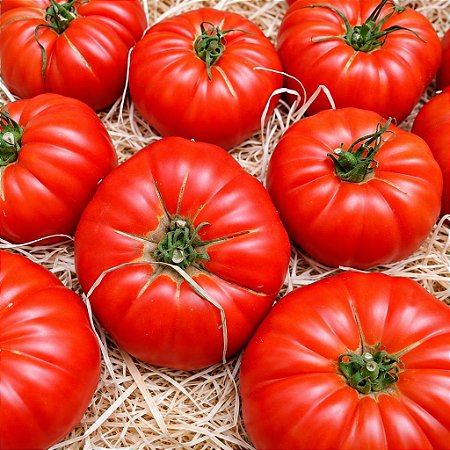 Tomate Gaúcho-Maça (Marmande): 20 Sementes