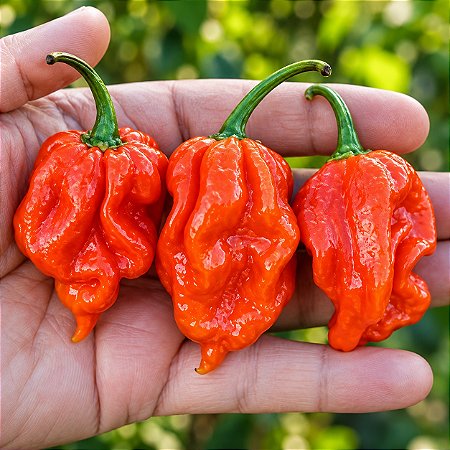 Pimenta Naga Morich: 10 Sementes
