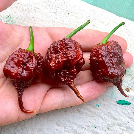 Carolina Reaper Chocolate: 10 Sementes - Raridade!