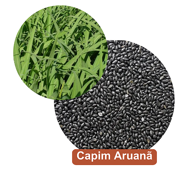 Sementes de Capim BRS Tamani - Crotalaria Brasil