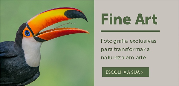Mini banner fine art