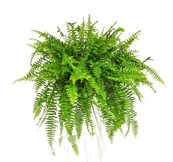 Samambaia Americana Cuia 21