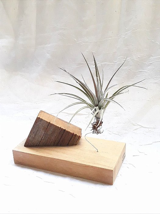 TILLANDSIA21