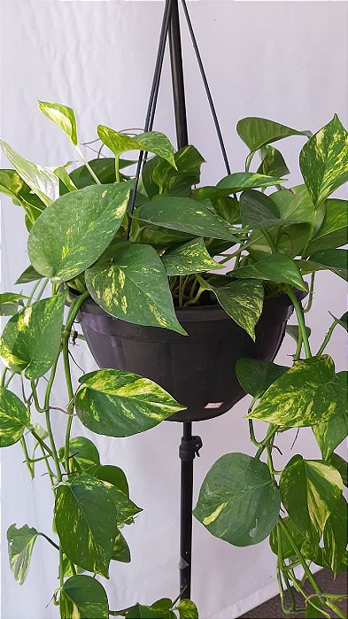 Planta Jibóia Manchada