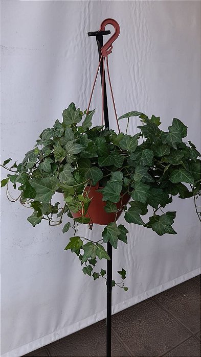 Planta Hera