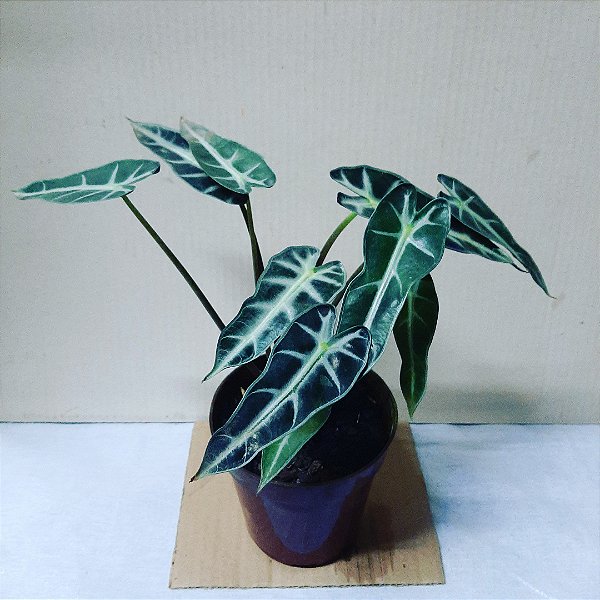 Alocacia folhagem