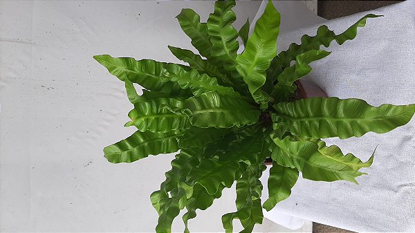 Asplenium