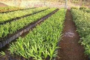 SEMENTES DE AÇAI BRS-PARA 2KG